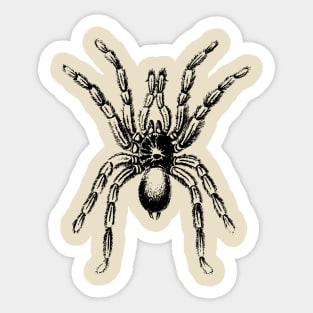 Spider Tarantula Sticker